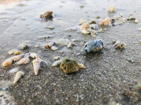 Sea shells on beach Stock Photos
