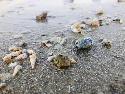 Sea shells on beach Stock Photos