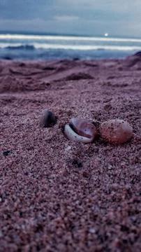 Sea shells on the beach sand with ocean waves background at twilight Stock Photos
