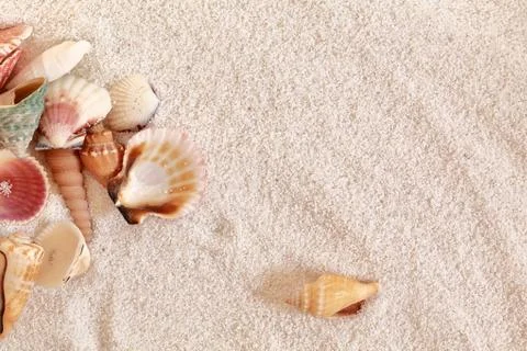 Sea Shells On Beach Sand Stock Photos