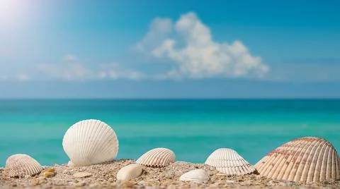 Sea shells. Beach sand with seashells. Panorama of ocean beach. Summer vacation Stock Photos