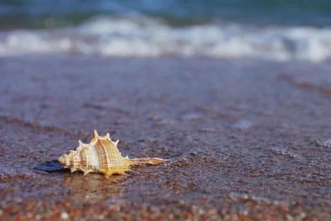 Sea shells on the beach. Sandy beach with waves. Summer vacation concept. Stock Photos