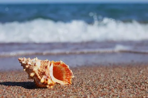 Sea shells on the beach. Sandy beach with waves. Summer vacation concept. Stock Photos