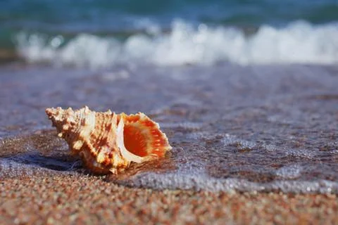 Sea shells on the beach. Sandy beach with waves. Summer vacation concept. Stock Photos