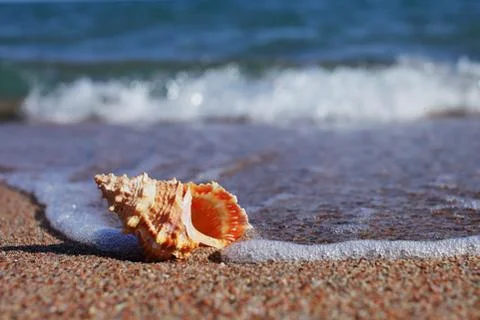 Sea shells on the beach. Sandy beach with waves. Summer vacation concept. Stock Photos