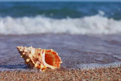 Sea shells on the beach. Sandy beach with waves. Summer vacation concept. Stock Photos