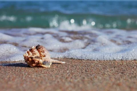 Sea shells on the beach. Sandy beach with waves. Summer vacation concept. Stock Photos