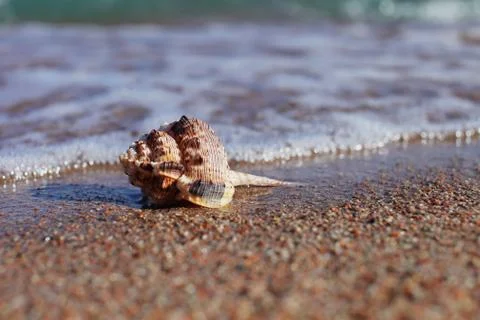 Sea shells on the beach. Sandy beach with waves. Summer vacation concept. Stock Photos