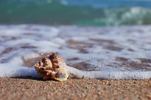 Sea shells on the beach. Sandy beach with waves. Summer vacation concept. Stock Photos
