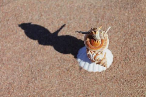 Sea shells on the beach. Sandy beach with waves. Summer vacation concept. Stock Photos