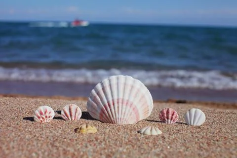 Sea shells on the beach. Sandy beach with waves. Summer vacation concept. Stock Photos