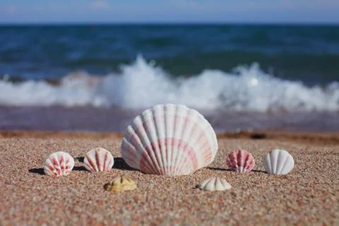 Sea shells on the beach. Sandy beach with waves. Summer vacation concept. Stock Photos