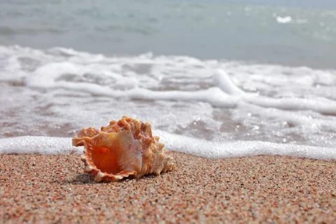 Sea shells on the beach. Sandy beach with waves. Summer vacation concept. Stock Photos