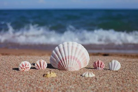 Sea shells on the beach. Sandy beach with waves. Summer vacation concept. Stock Photos