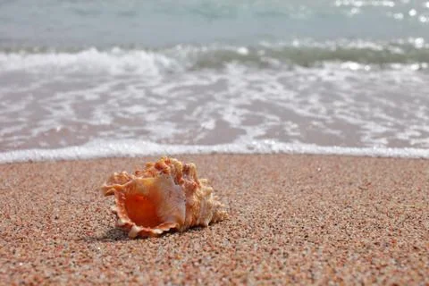 Sea shells on the beach. Sandy beach with waves. Summer vacation concept. Stock Photos