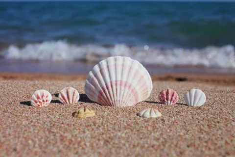 Sea shells on the beach. Sandy beach with waves. Summer vacation concept. Stock Photos