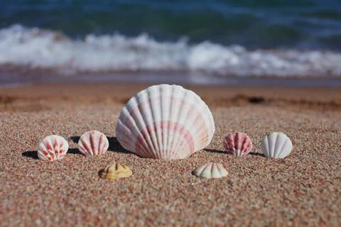Sea shells on the beach. Sandy beach with waves. Summer vacation concept. Stock Photos