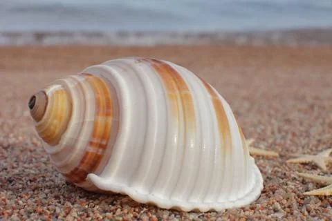 Sea shells on the beach. Sandy beach with waves. Summer vacation concept. Stock Photos