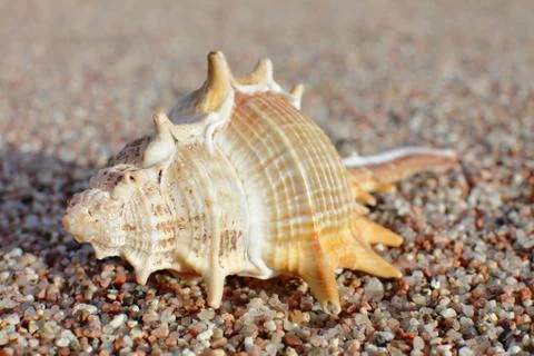 Sea shells on the beach. Sandy beach with waves. Summer vacation concept. Stock Photos