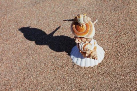 Sea shells on the beach. Sandy beach with waves. Summer vacation concept. Stock Photos