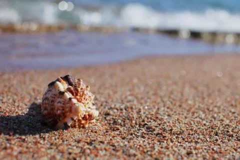 Sea shells on the beach. Sandy beach with waves. Summer vacation concept. Stock Photos