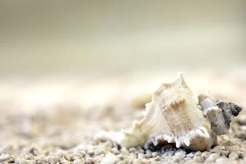 Sea shells at the beach soft focus blurred background for copy space, Summer Stock Photos