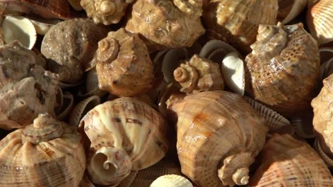 Sea shells on the beach. Summer background. Rapan shell. Beige light color Stock Footage 246275231
