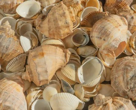 Sea shells on the beach. Summer background. Rapan shell. Beige light color Stock Photos