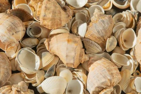 Sea shells on the beach. Summer background. Rapan shell. Beige light color Stockfoto's