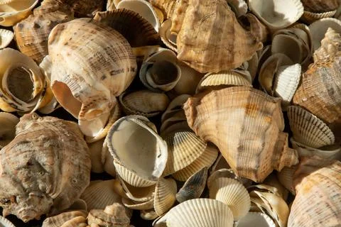 Sea shells on the beach. Summer background. Rapan shell. Beige light color 库存照片