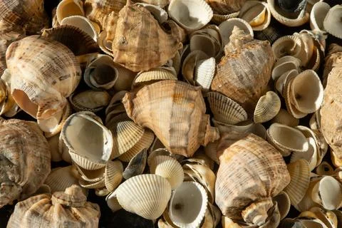 Sea shells on the beach. Summer background. Rapan shell. Beige light color Stockfoto's