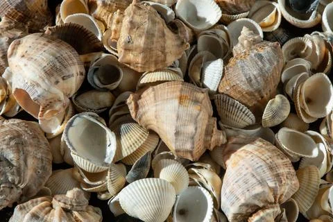 Sea shells on the beach. Summer background. Rapan shell. Beige light color Stockfoto's