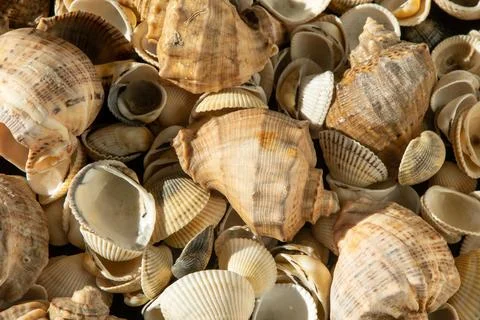 Sea shells on the beach. Summer background. Rapan shell. Beige light color 库存照片