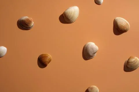Sea shells on a beige background. Stock Photos