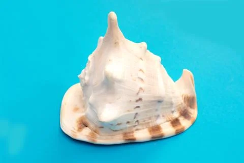 Sea shells. Big and small sea shells on blue background. Different size seash Stock Photos