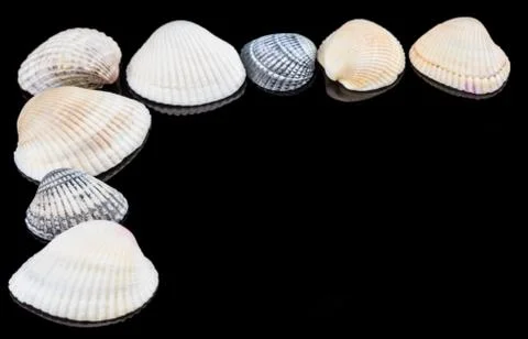 Sea shells on black background with copy space Stock Photos