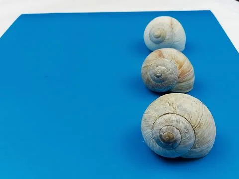 Sea shells on blue background with copy space Stock Photos