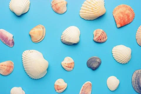Sea shells on blue background Stock Photos