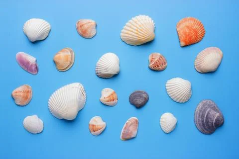 Sea shells on blue background Stock Photos
