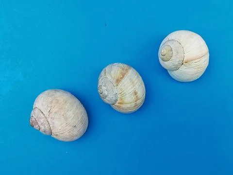 Sea shells on blue background Foto stock