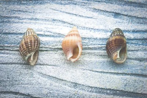 Sea shells on blue textured background Stock Photos