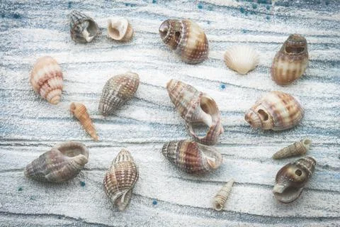 Sea shells on blue textured background Stock Photos