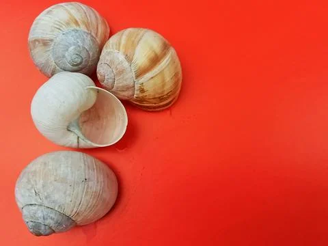 Sea Shells on Bright Red Background – Bold Minimalist Nature Composition Stock Photos