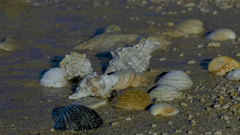 Sea shells carried by waves Stock Footage 143561536