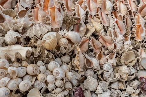 Sea shells close up background Stock Photos