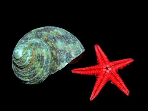 Sea shells close-up on a black background Stock Photos