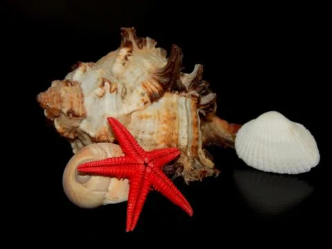 Sea shells close-up on a black background Stock Photos