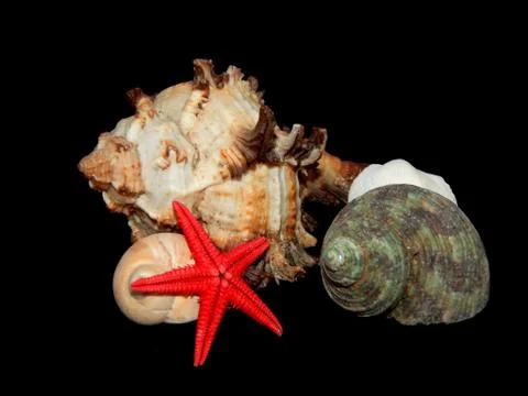 Sea shells close-up on a black background Stock Photos