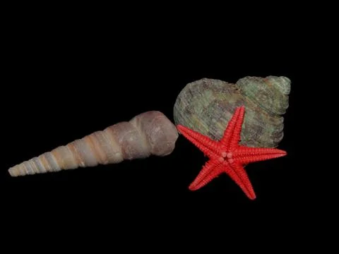 Sea shells close-up on a black background Stock Photos