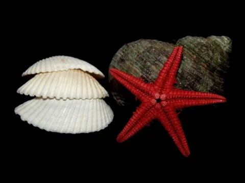 Sea shells close-up on a black background Stock Photos